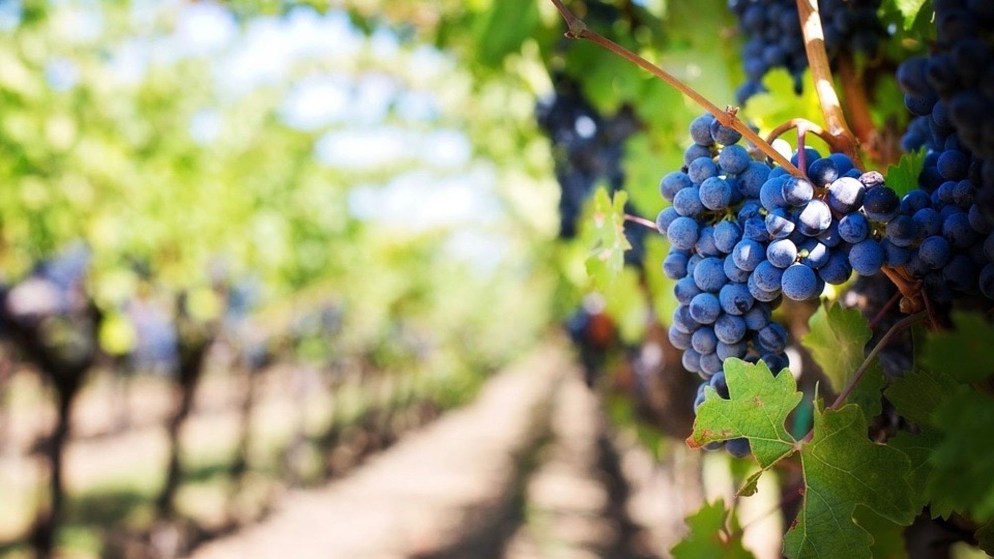 csm_237457_purple_grapes_553463_960_720_789b258291