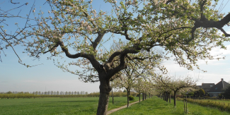Firma Bruis | Nederlandse Cider