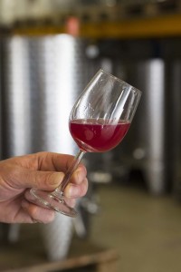 Wijn proeverij in de wijngaard van het Betuws Wijndomein 
