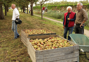 Firma Bruis Nederlandse Cider gemaakt op het Betuws Wijndomein 6