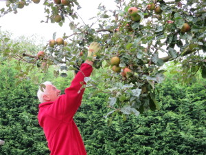 Firma Bruis Nederlandse Cider gemaakt op het Betuws Wijndomein 9